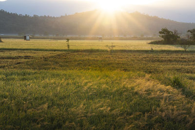 Scenic view of grassy field against bright sun