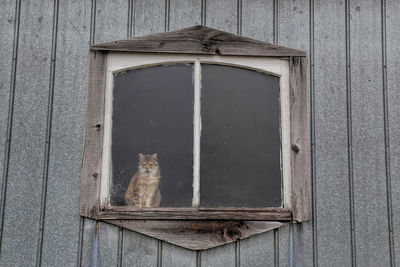 Close-up of cat on door