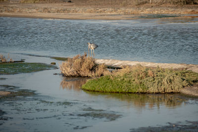 View of a bird on the lake