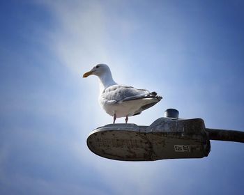 Low angle view of seagull perching against clear sky