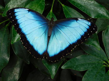 Close-up of butterfly on leaf