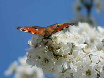 Close-up of butterfly on cherry blossoms