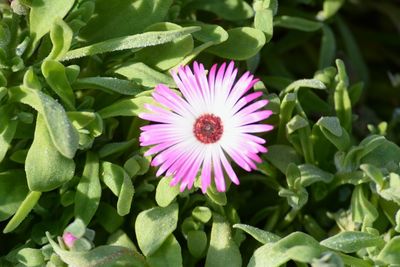 Close-up of purple flower blooming outdoors