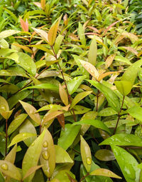 Full frame shot of wet leaves on plant