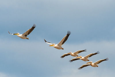 Low angle view of seagulls flying against clear sky