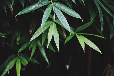 Close-up of leaves