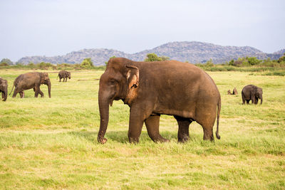 Elephant bull in a field