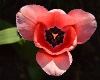 Close-up of pink flowers