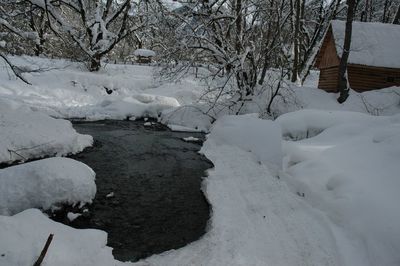 Snow covered trees