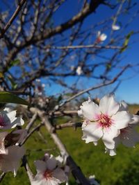 Low angle view of white flowers blooming on tree