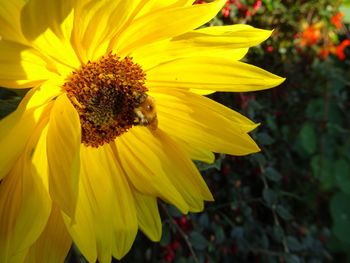 Close-up of sunflower blooming outdoors