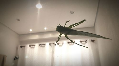 Close-up of insect