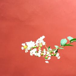 Close-up of white flowers blooming against coral wall