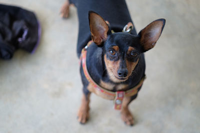 High angle portrait of puppy standing outdoors