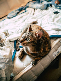 High angle view of a cat looking away