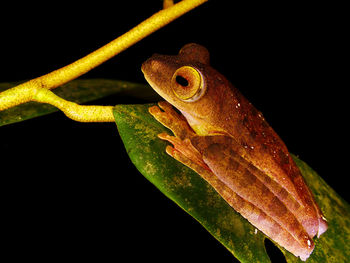 Close-up of insect on leaf against black background