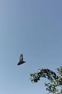 Low angle view of bird flying in sky