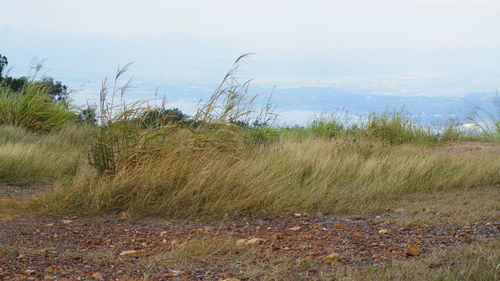 Grass on field against sky