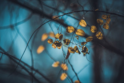 Close-up of dry leaves on plant