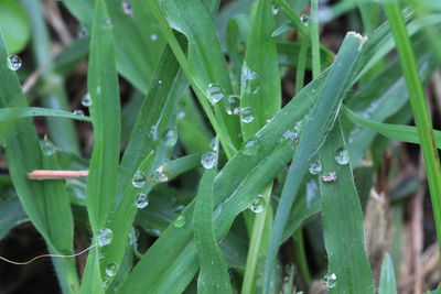 Close-up of wet plant leaves during rainy season