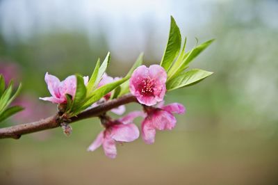 Close-up of pink flowers blooming outdoors