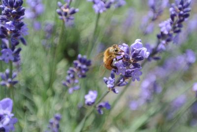 Close-up of bee on purple flowers