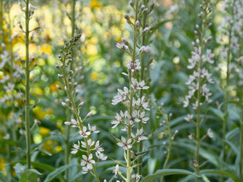 Close-up of flowering plants and leaves