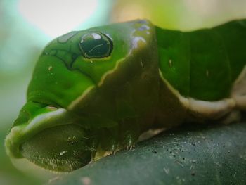 Close-up of snake