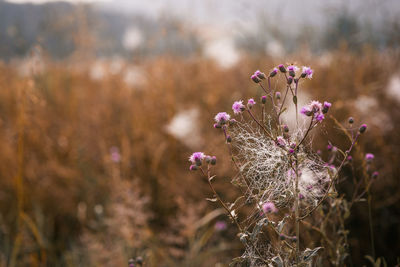 Close-up of spider web on flowering plants on field 