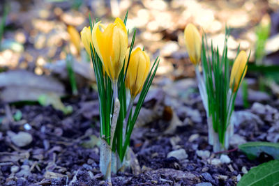 Close-up of yellow crocus blooming on field