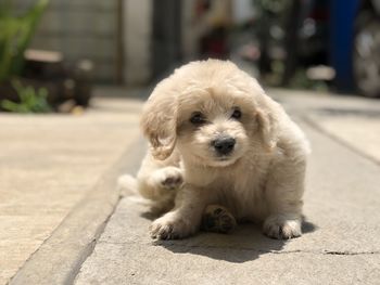 Portrait of puppy relaxing outdoors