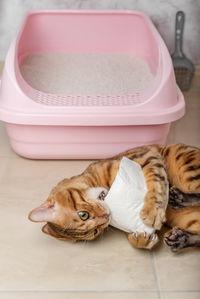 Cute bengal cat plays with toilet paper near the litter box.