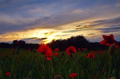 Red poppy flowers in field against sky during sunset