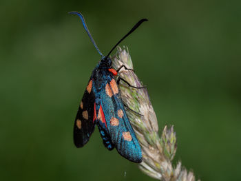 Butterfly on leaf