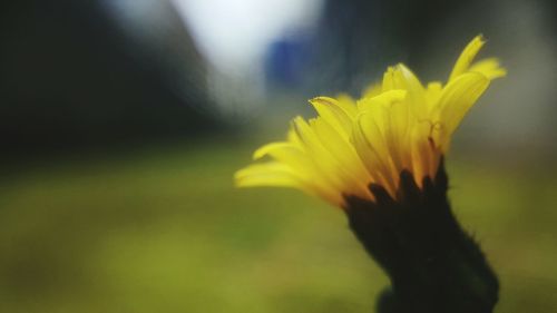 Close-up of yellow flower