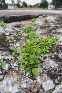 Close-up of plants growing on rock