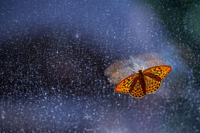 Close-up of butterfly flying in winter