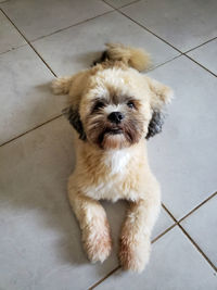 High angle view of puppy on floor