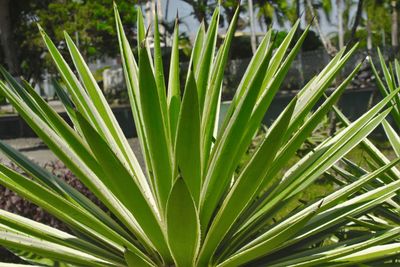 High angle view of bamboo plant on field