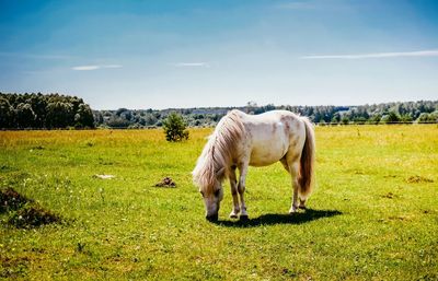 Horse standing on field against sky