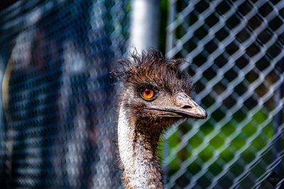 Close-up of bird in cage