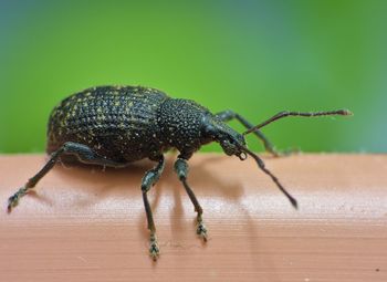 Close-up of insect on wood