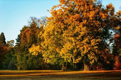 View of autumnal trees in the forest