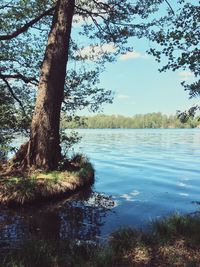 Reflection of trees in lake