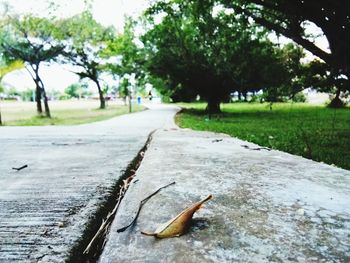 Lizard on tree trunk