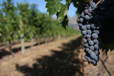 Grapes in vineyard