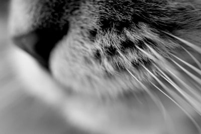 Close-up of woman eye