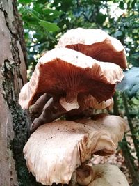 Close-up of mushroom on tree trunk