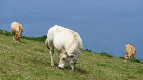 Sheep grazing in a field