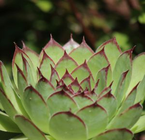 Close-up of succulent plant